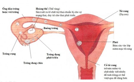 Sự thụ thai