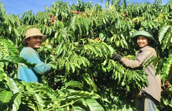 Giá cà phê hôm nay, ngày 1/6: Giá cà phê trong nước giảm