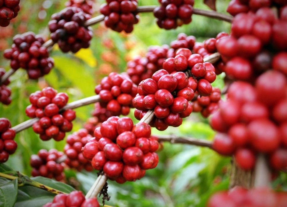 Giá cà phê hôm nay, 30/3: Giá cà phê trong nước giảm 500 đồng/kg