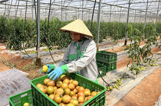 Doanh nghiệp Lâm Đồng liên kết đưa nông sản sạch vào siêu thị