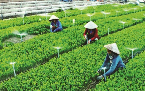 Nên giữ nguyên hay đổi tên Luật Hợp tác xã thành Luật Các tổ chức kinh tế hợp tác?