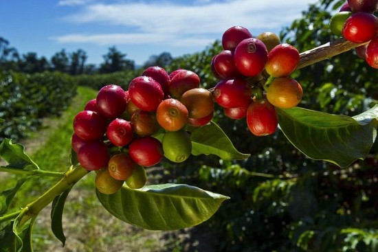 Giá cà phê hôm nay, 06/4: Giá cà phê trong nước vượt mốc 49.000 đồng/kg