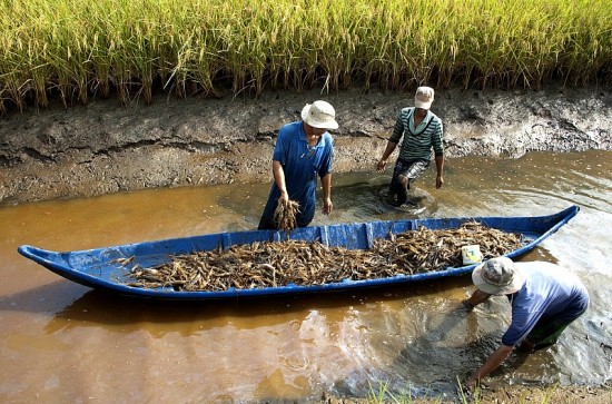 Dự án ICRSL tạo chuyển biến tích cực trong thích ứng với biến đổi khí hậu ở đồng bằng sông Cửu Long