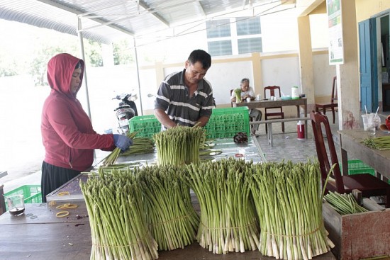 Ninh Thuận: Xây dựng vùng chuyên canh cây măng tây