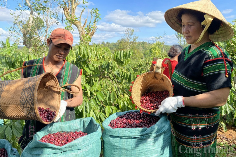 Giá cà phê hôm nay, 20/4: Giá cà phê trong nước cán mốc 51.000 đồng/kg