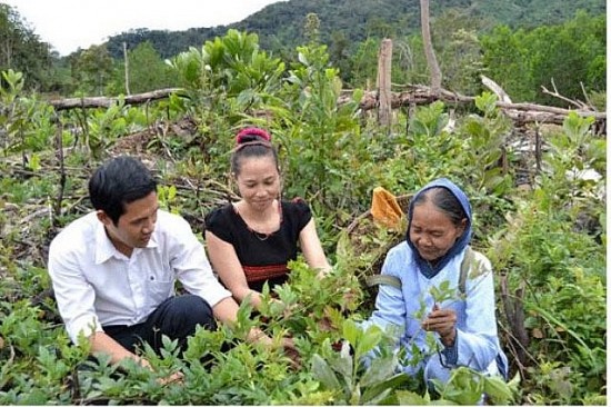 Quảng Nam: Chè dây Ra Zéh - sản vật của đồng bào Cơ Tu
