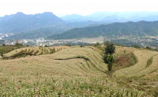Lễ hội ẩm thực dân tộc Dao: Điểm hẹn thú vị tại TP. Hà Giang dịp Tết Dương lịch