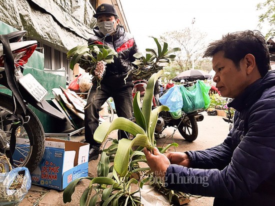 Hà Nội: Nhộn nhịp phiên chợ Mơ những ngày cuối năm