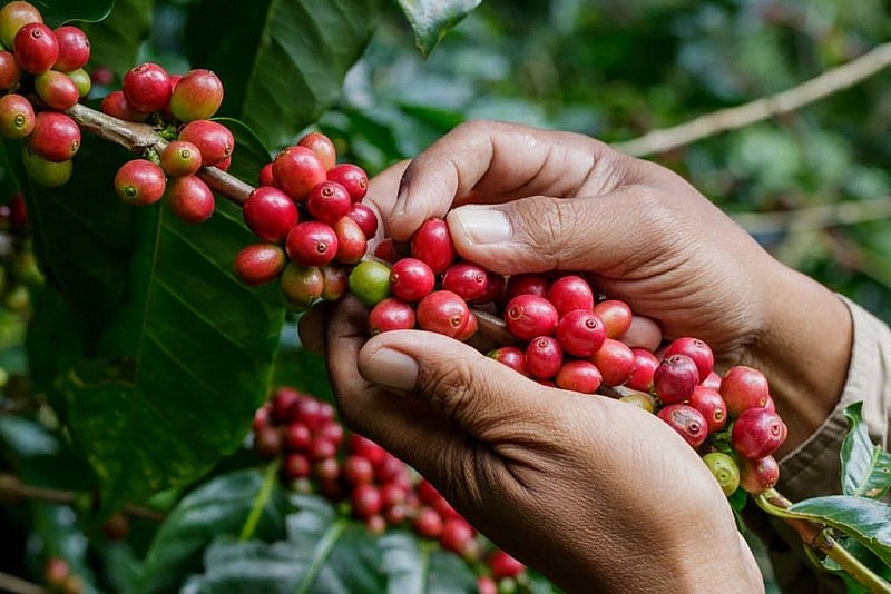 Tháng 2/2023, xuất khẩu cà phê tăng trưởng 2 con số
