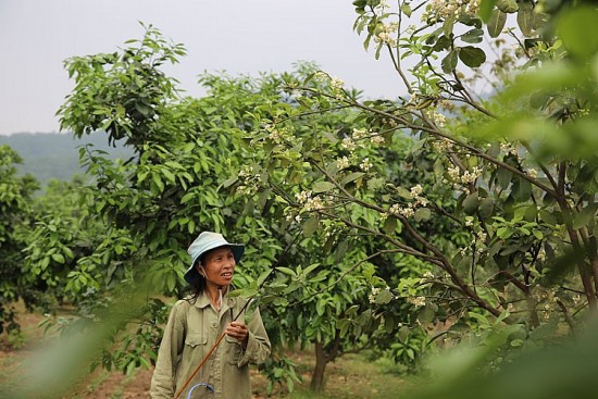 Nông sản Hà Tĩnh thời 4.0 - Kỳ 1: Cầu nối đưa thương hiệu sản phẩm nông nghiệp OCOP vươn xa