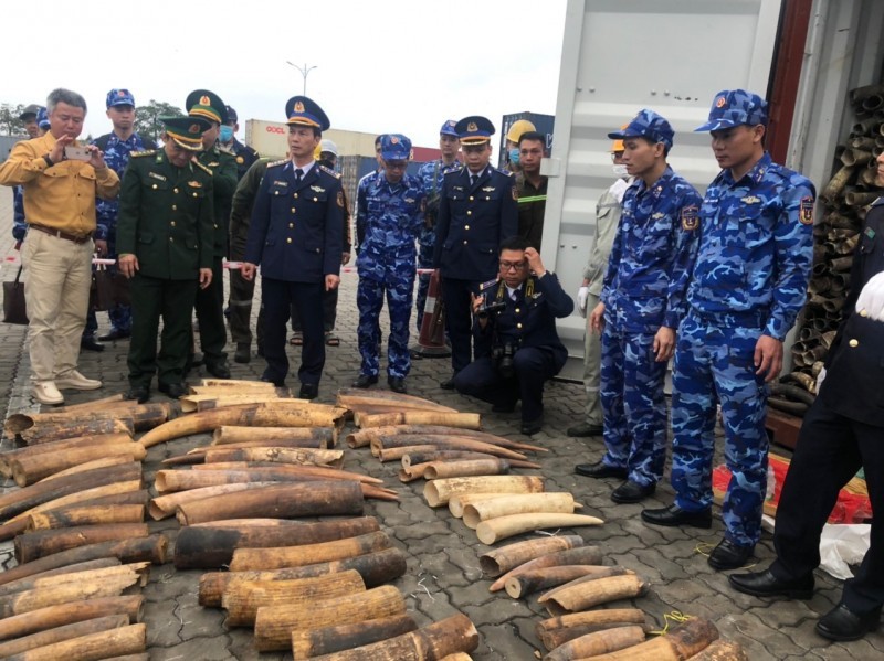 Hải Phòng: Phát hiện và bắt giữ gần 500 kg ngà voi nhập khẩu trái phép