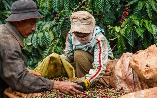 Giá cà phê hôm nay, 05/2: Giá cà phê trong nước tiếp đà giảm