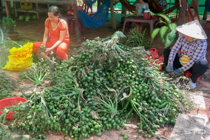 Thị trường Trung Quốc lại gom cau tươi, cơ quan quản lý khuyến cáo gì?