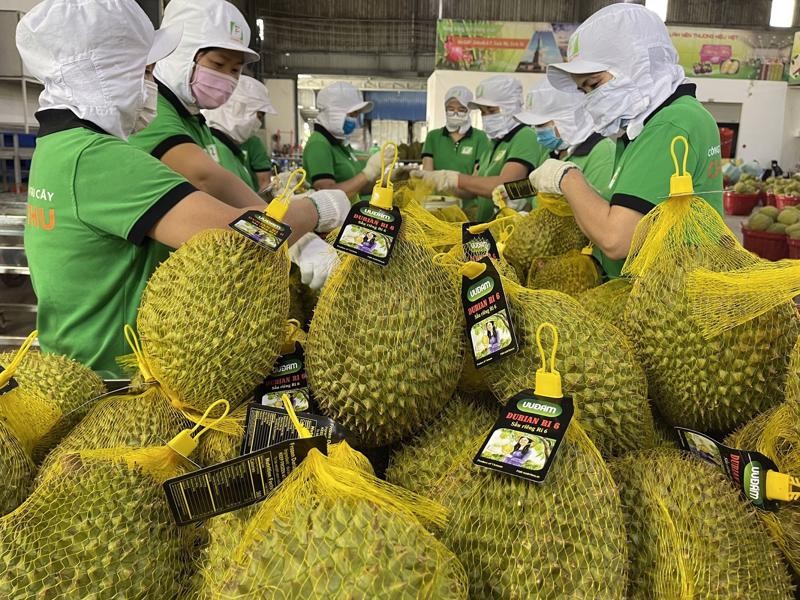 Trung Quốc đổ xô mua, giá sầu riêng tăng chóng mặt