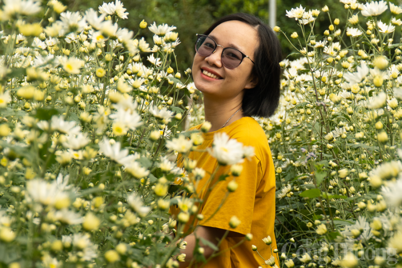 Xao xuyến vườn cúc họa mi trái mùa tại Đà Nẵng