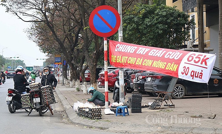 Chăng băng rôn "giải cứu" trứng gà: Nông sản Việt đừng lấy "đá ghè chân mình"