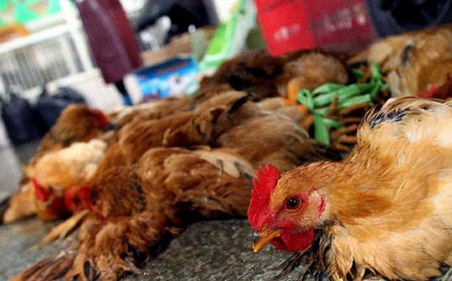 Sau ca tử vong vì cúm H5N1 tại Campuchia, Việt Nam khẩn cấp ứng phó