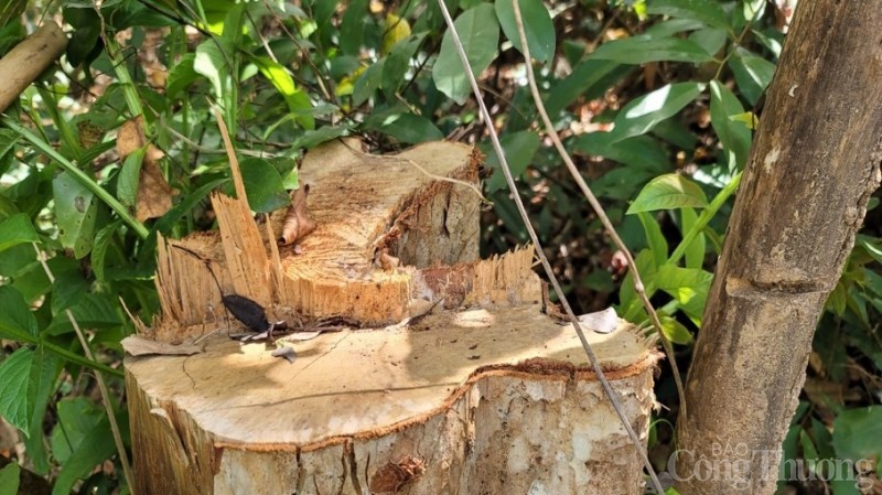 Gia Lai: Cận cảnh hiện trường vụ phá rừng tại huyện Kông Chro