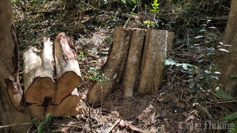 Gia Lai: Cận cảnh hiện trường vụ phá rừng tại huyện Kông Chro