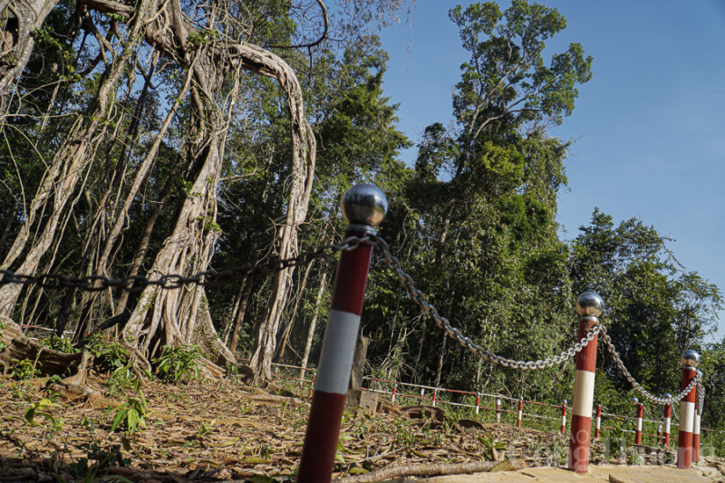 Ngắm cây đa di sản 300 năm tuổi ở biên giới tỉnh Đắk Nông