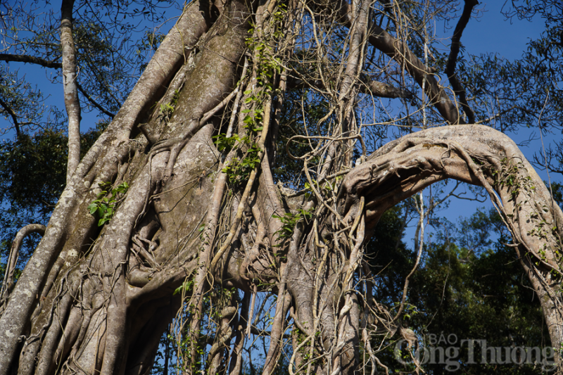Ngắm cây đa di sản 300 năm tuổi ở biên giới tỉnh Đắk Nông