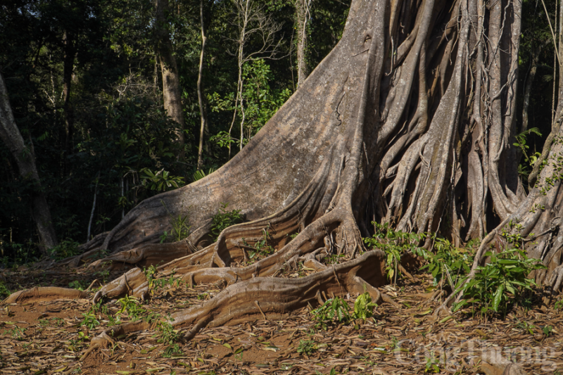 Ngắm cây đa di sản 300 năm tuổi nơi biên giới tỉnh Đắk Nông