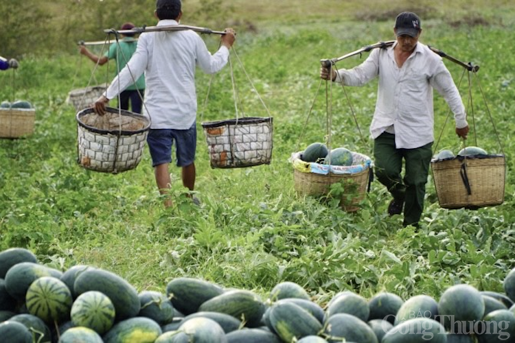 Gia Lai: Giá dưa hấu tăng, nông dân phấn khởi