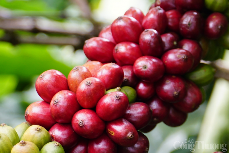 Giá cà phê hôm nay, 27/2: Giá cà phê trong nước quanh mốc 47.000 đồng/kg