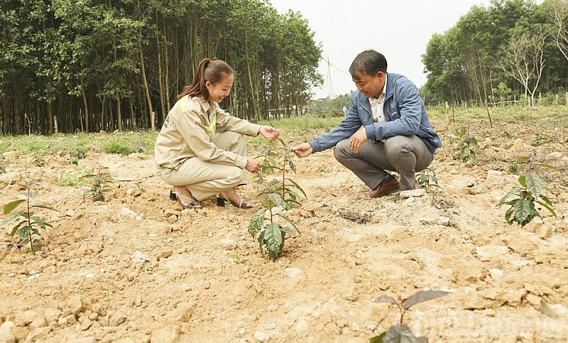 Nghệ An: Chuyển đổi thành công mô hình cây trồng trong hành lang lưới điện