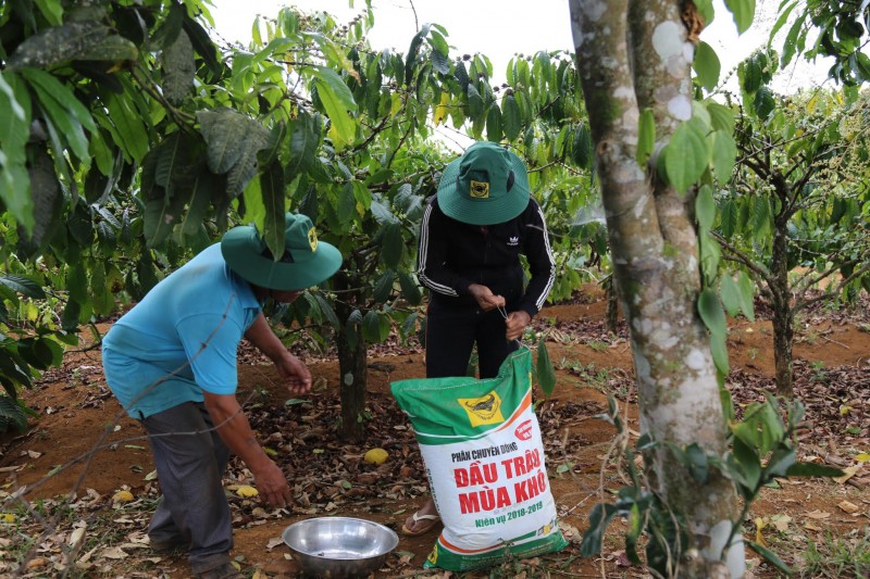 Quê hương mới của cà phê Vối là ở Tây Nguyên - Việt Nam