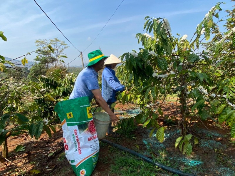 Quê hương mới của cà phê Vối là ở Tây Nguyên - Việt Nam