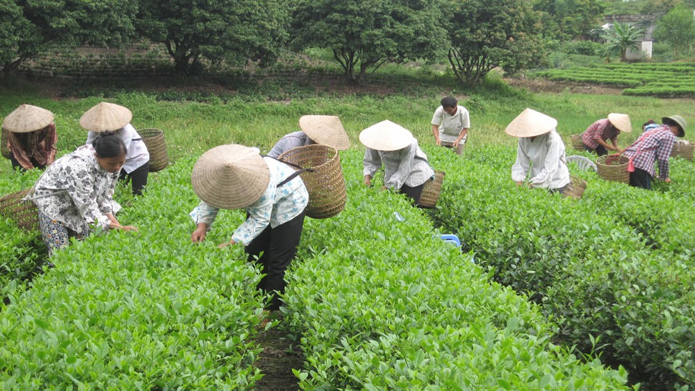 Bắc Giang: Thúc đẩy tiêu dùng sản phẩm OCOP gắn với thị trường du lịch