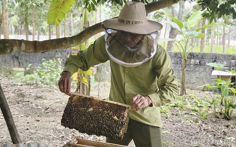 Về nơi nuôi ong lấy mật