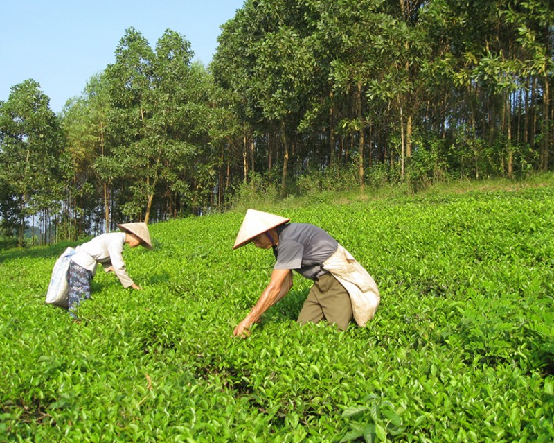 Tỉnh Phú Thọ: Xúc tiến tiêu thụ cho cây chè