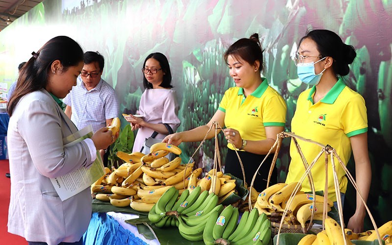 Mở hướng cho chuối tươi xuất ngoại