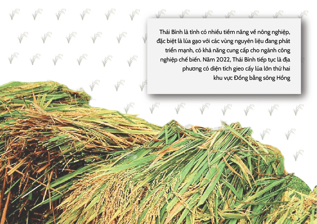 Longform | Đa dạng giải pháp xúc tiến thương mại cho nông sản Thái Bình