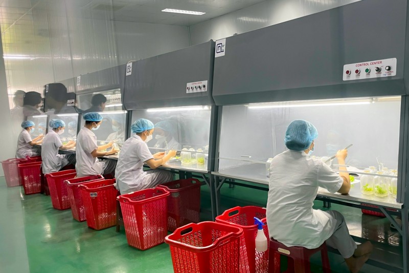 Bài 3: Định hướng ngành công nghiệp sâm Ngọc Linh theo hướng nào?
