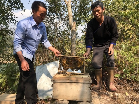 Mô hình thoát nghèo từ nuôi ong rừng của Sùng A Khày trên đỉnh Háng Cháng Lừ