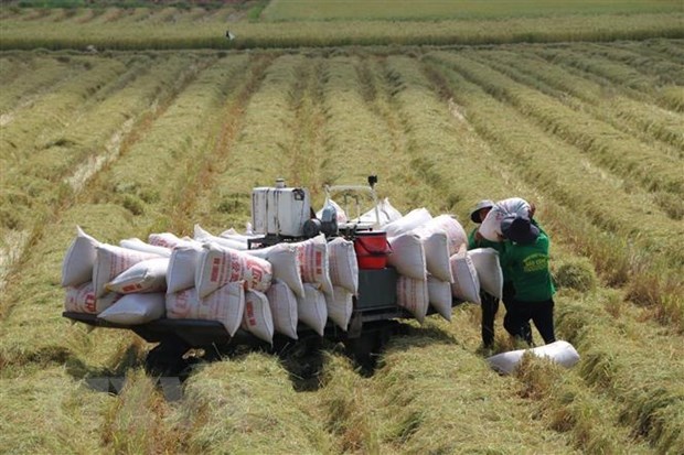Giá lúa gạo hôm nay 31/3: Giá gạo giảm 50 đồng/kg