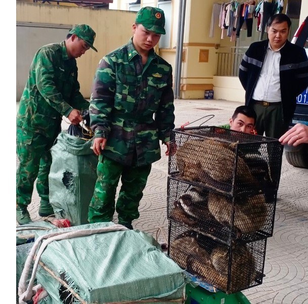 Cao Bằng: Bắt giữ đối tượng vận chuyển trái phép 72 cá thể cầy vòi