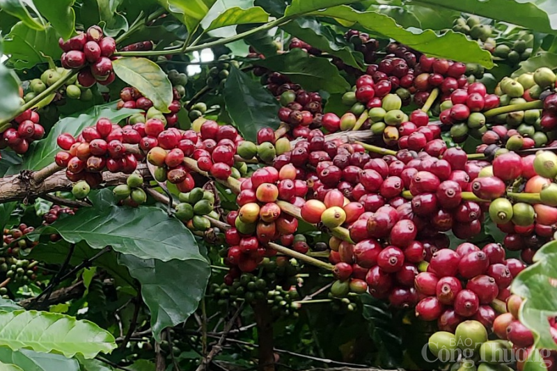 Giá cà phê hôm nay, 20/3: Giá cà phê trong nước giảm sâu so với tuần trước