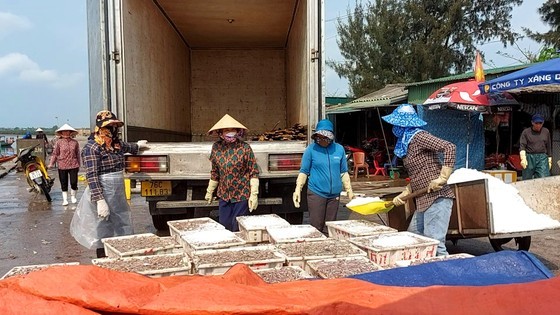Ngư dân trúng đậm cá cơm, thương lái chờ sẵn thu mua tại cảng