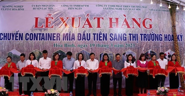 Hòa Bình xuất khẩu lô hàng mía tươi đầu tiên sang Hoa Kỳ