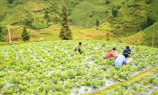 Phát triển cây rau trái vụ nâng cao thu nhập cho đồng bào Mông vùng cao