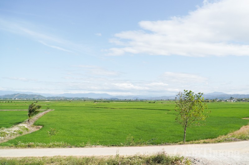 Hợp tác xã sản xuất lúa gạo Buôn Choáh: Xây dựng thương hiệu, nâng tầm lúa gạo Krông Nô