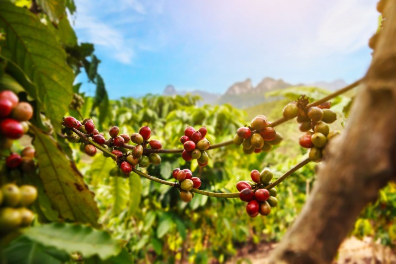 Tháng 2/2023, xuất khẩu cà phê của Việt Nam đạt trên 200 nghìn tấn, trị giá 434,9 triệu USD