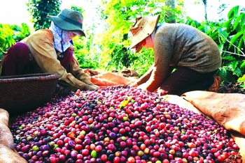 Khai thác thị trường tiềm năng gia tăng dư địa xuất khẩu cà phê