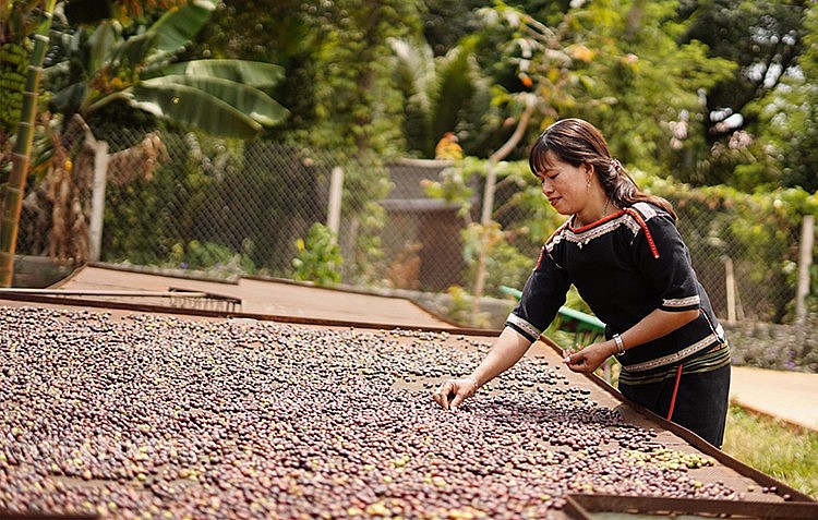 Xuất khẩu cà phê sang Hà Lan tăng mạnh trưởng 3 con số về giá trị