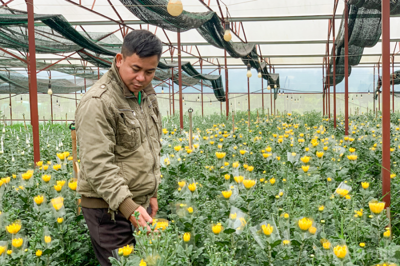 Gia Lai: Cải tạo vườn tiêu trồng hoa cúc công nghệ cao lãi trăm triệu mỗi năm