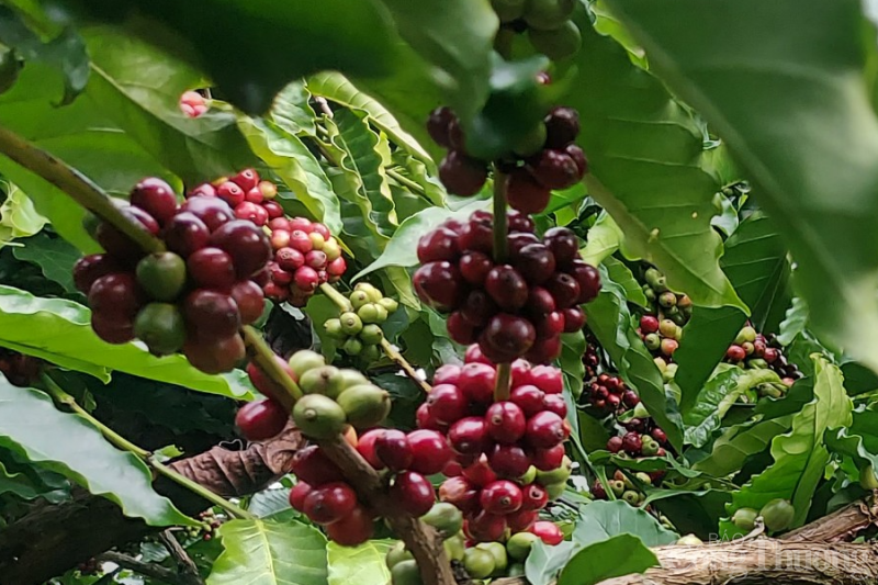Giá cà phê hôm nay, 27/3: Giá cà phê trong nước đồng loạt hơn 48.000 đồng/kg